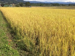 天日干しの絶品お米 ぐんまのはざかけ米 ぐり んユアサ 自然健康食品 天日干しの絶品お米 ぐんまのはざかけ米 ぐり んユアサ 自然健康食品