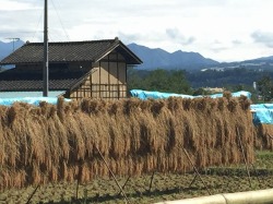 はざかけ米